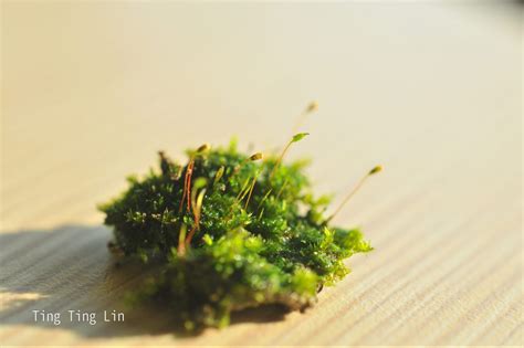 苔蘚介紹|苔蘚基本介紹 – Bryophytes